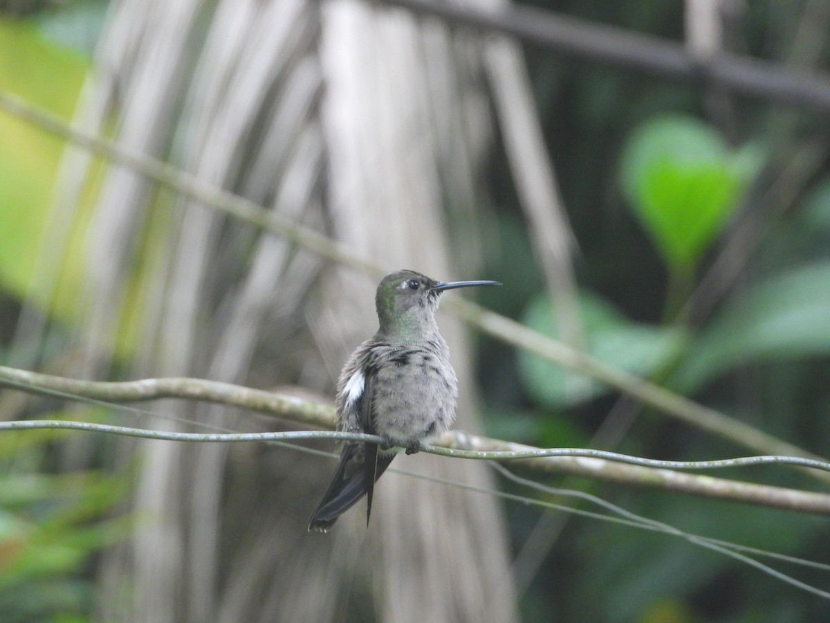 Sombre Hummingbird - ML617297163