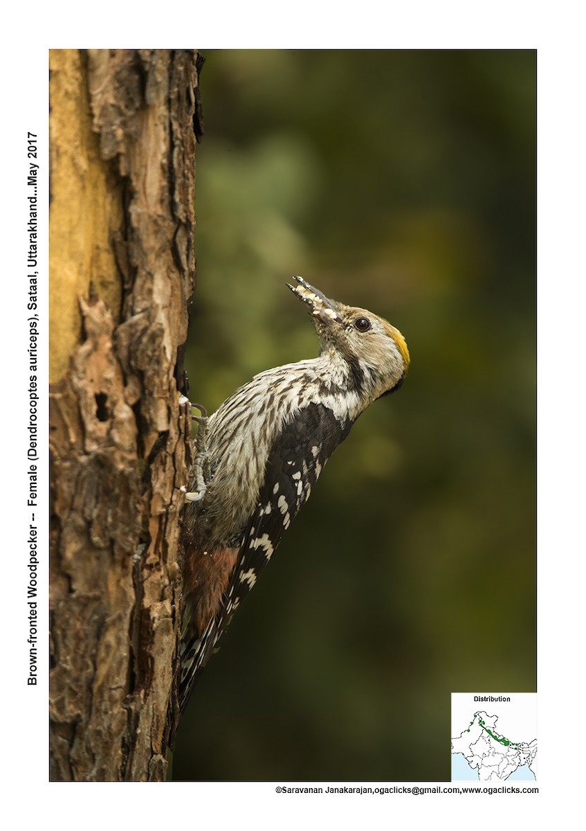 Brown-fronted Woodpecker - ML617297358