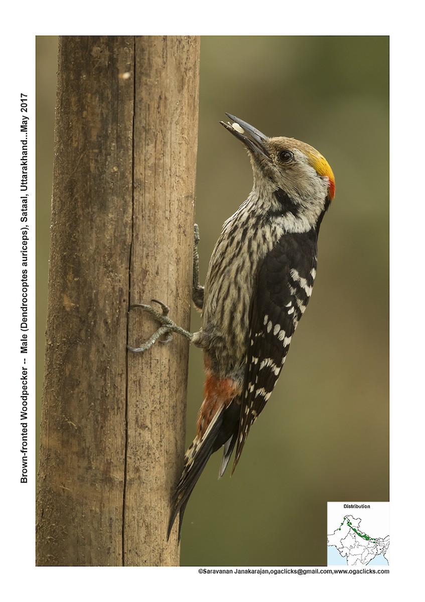Brown-fronted Woodpecker - Saravanan Janakarajan