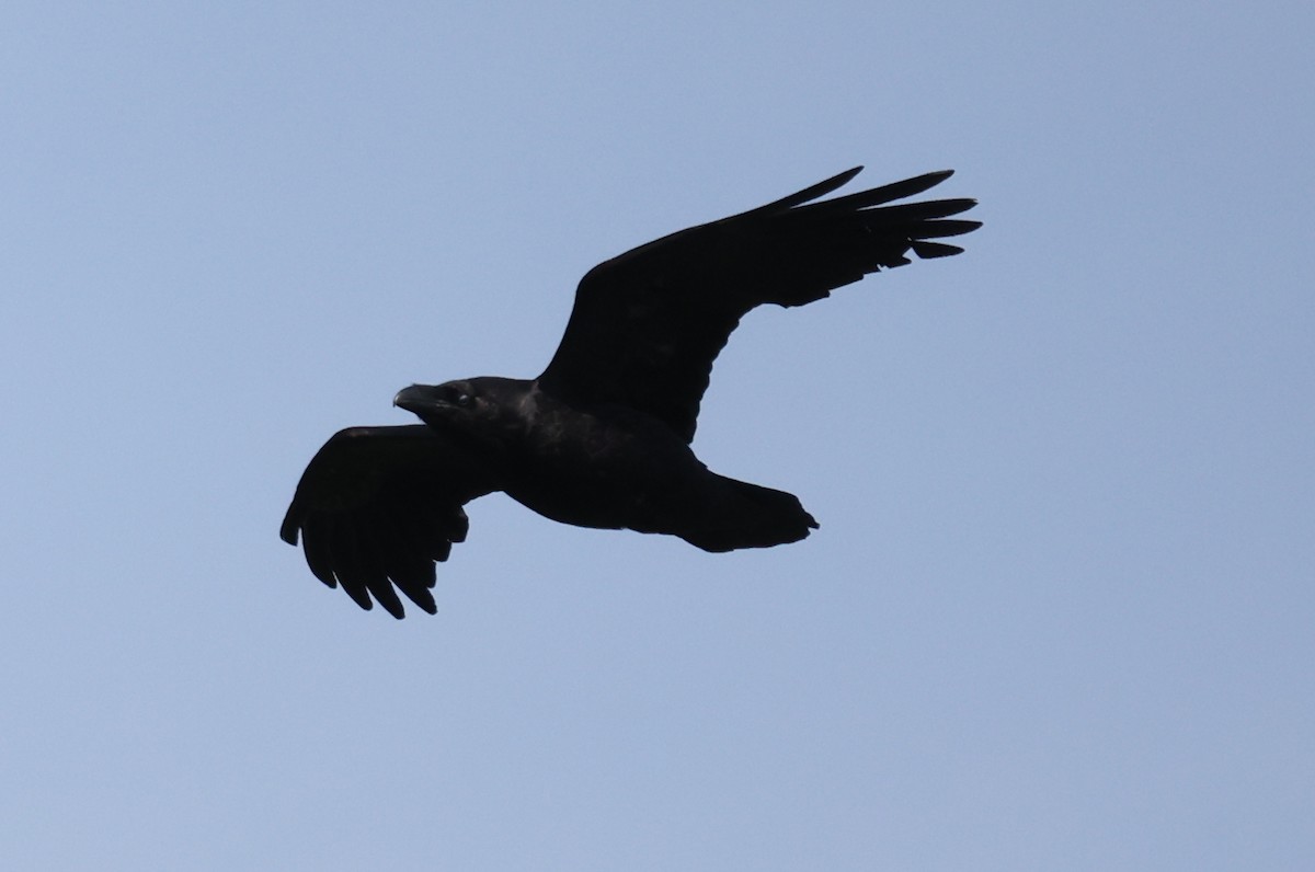 Common Raven - ML617297415