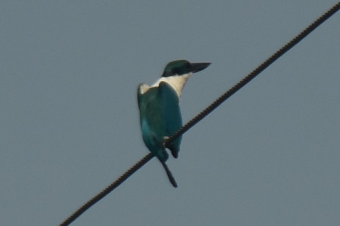 Collared Kingfisher (Collared) - ML617297416