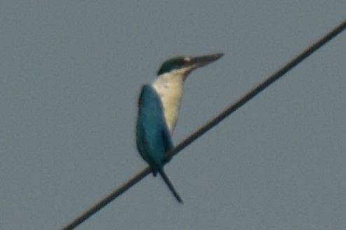 Collared Kingfisher (Collared) - ML617297417