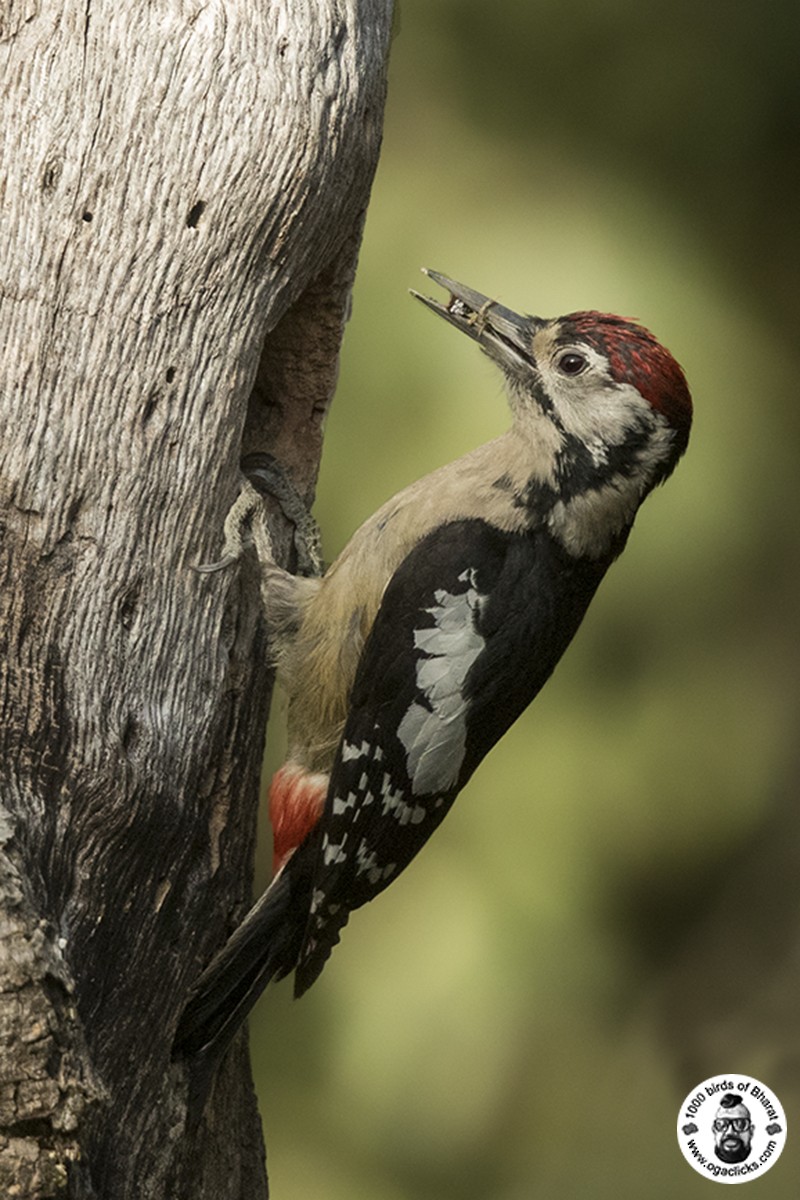 Himalayan Woodpecker - ML617297419