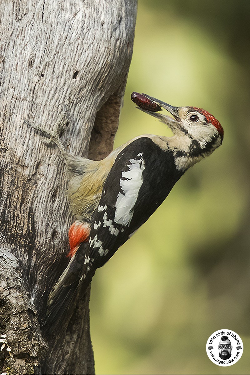 Himalayan Woodpecker - ML617297420