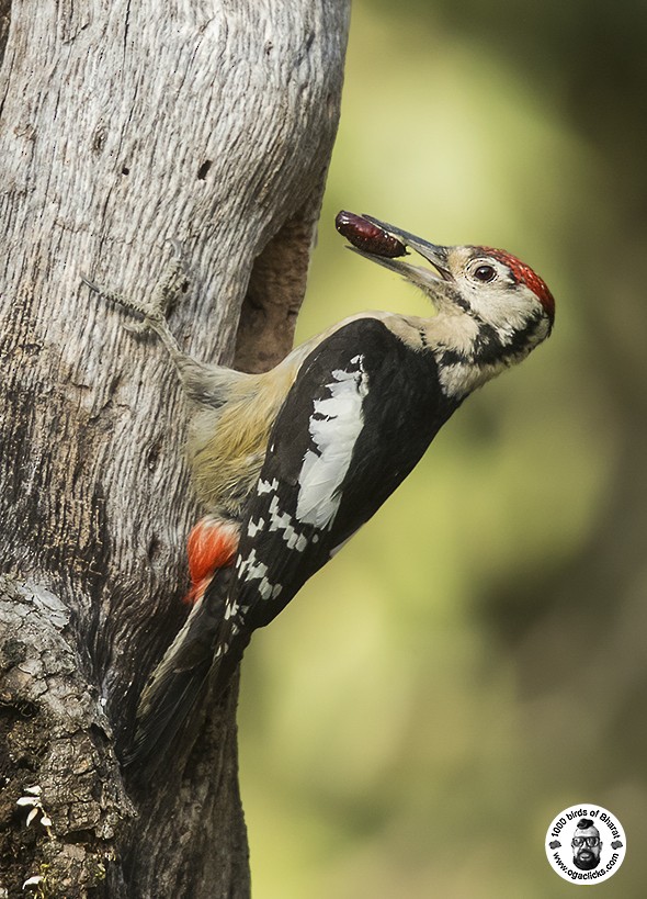 Himalayan Woodpecker - Saravanan Janakarajan