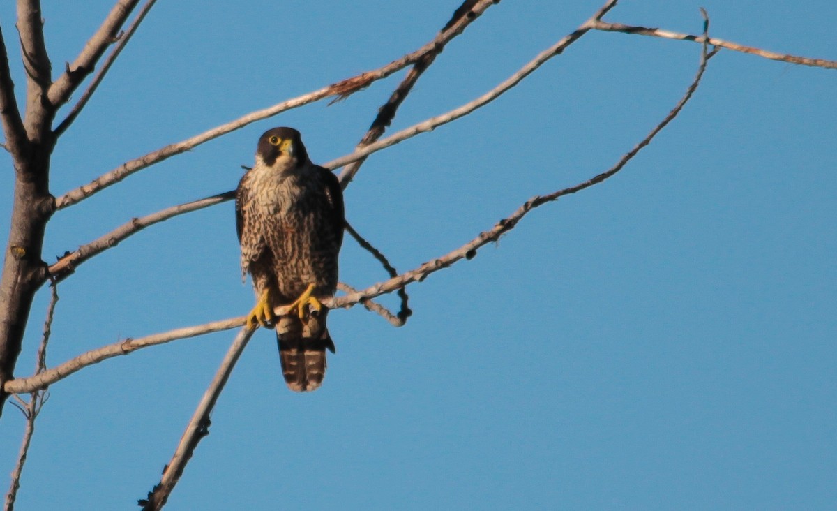 Peregrine Falcon - shorty w