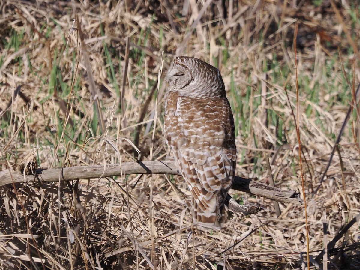 Barred Owl - ML617297495