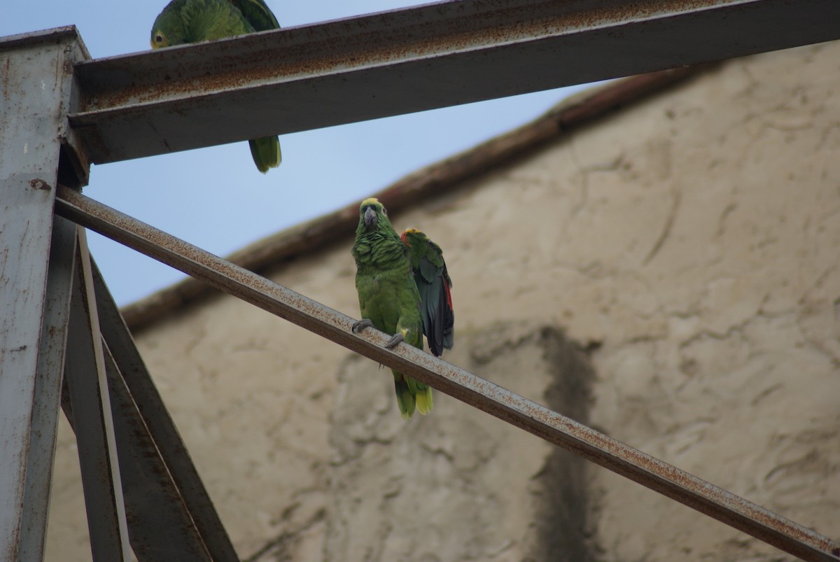Yellow-crowned Parrot - ML617297514