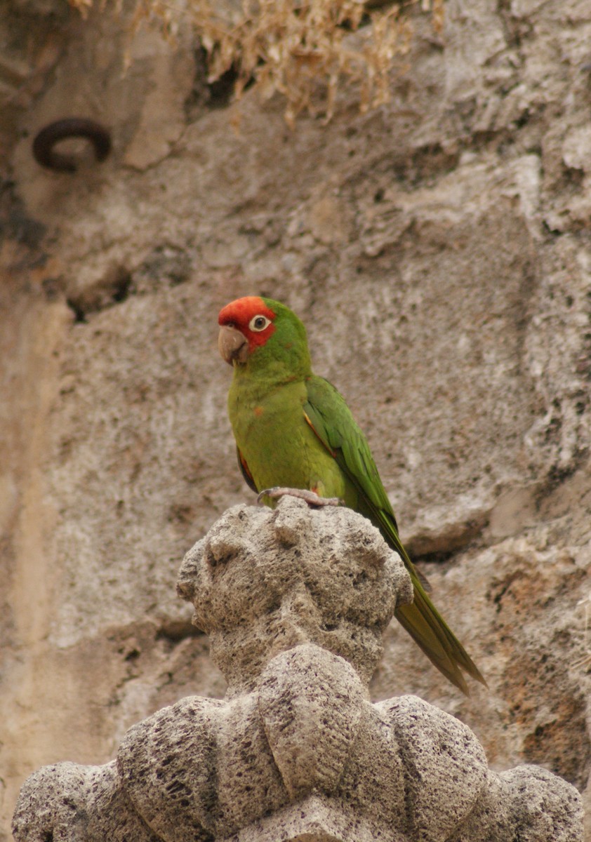 Red-masked Parakeet - ML617297515