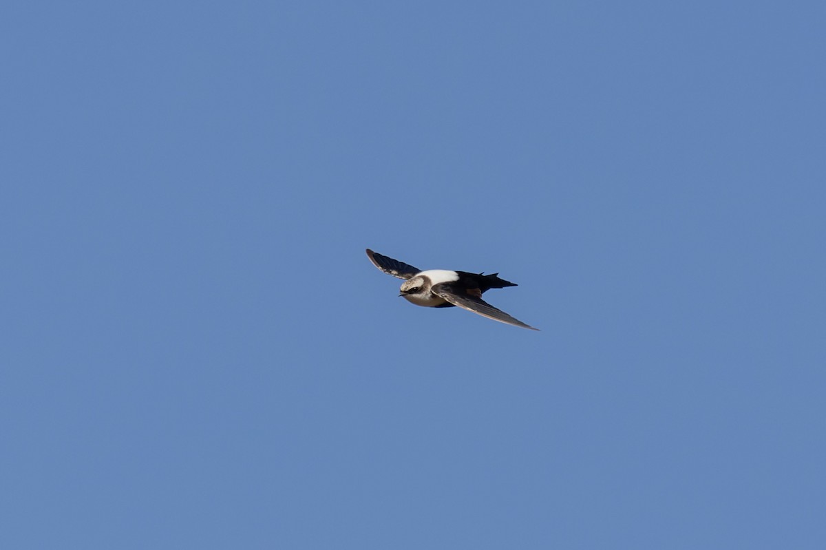 White-backed Swallow - ML617297527
