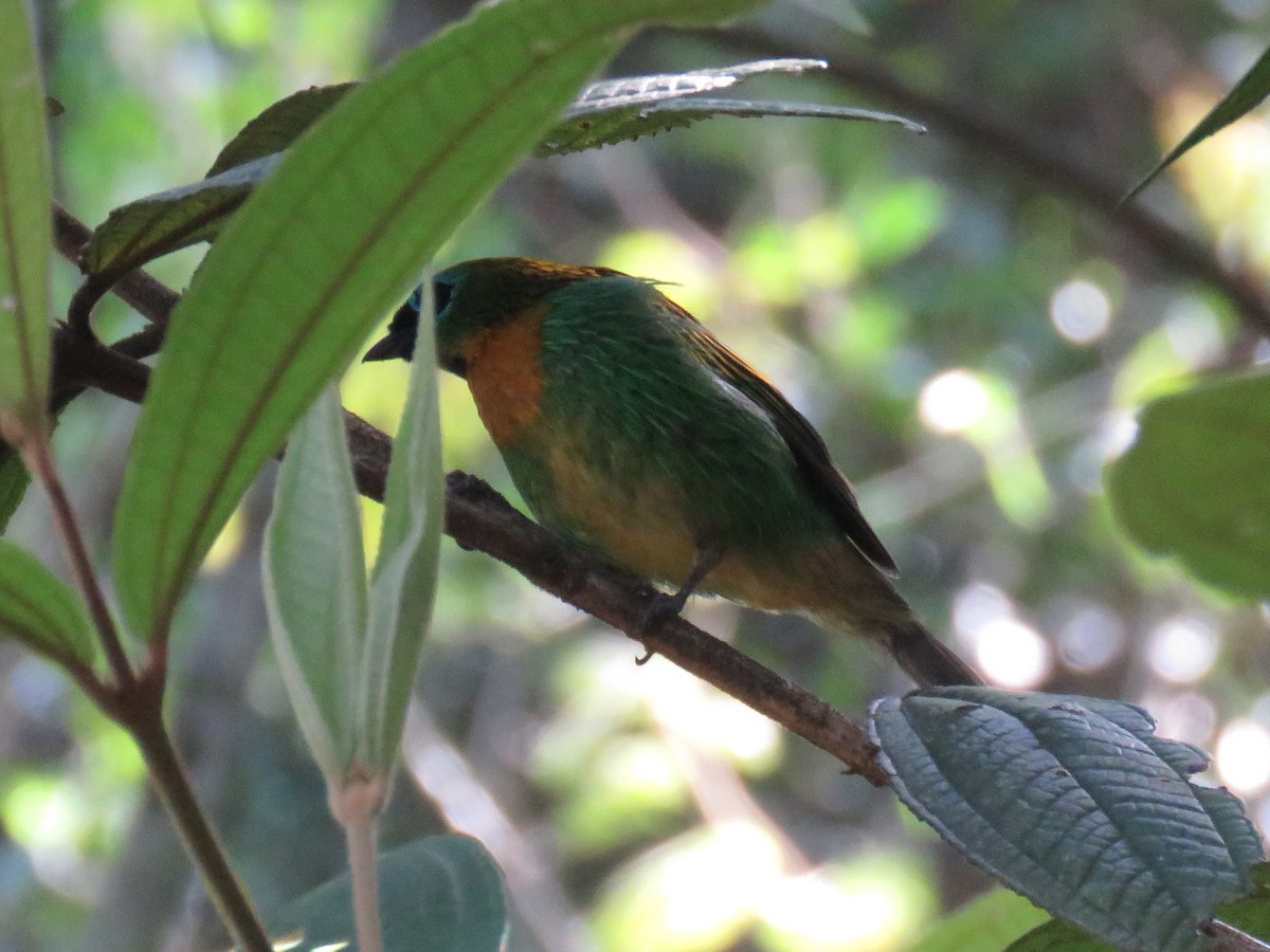 Brassy-breasted Tanager - ML617297670