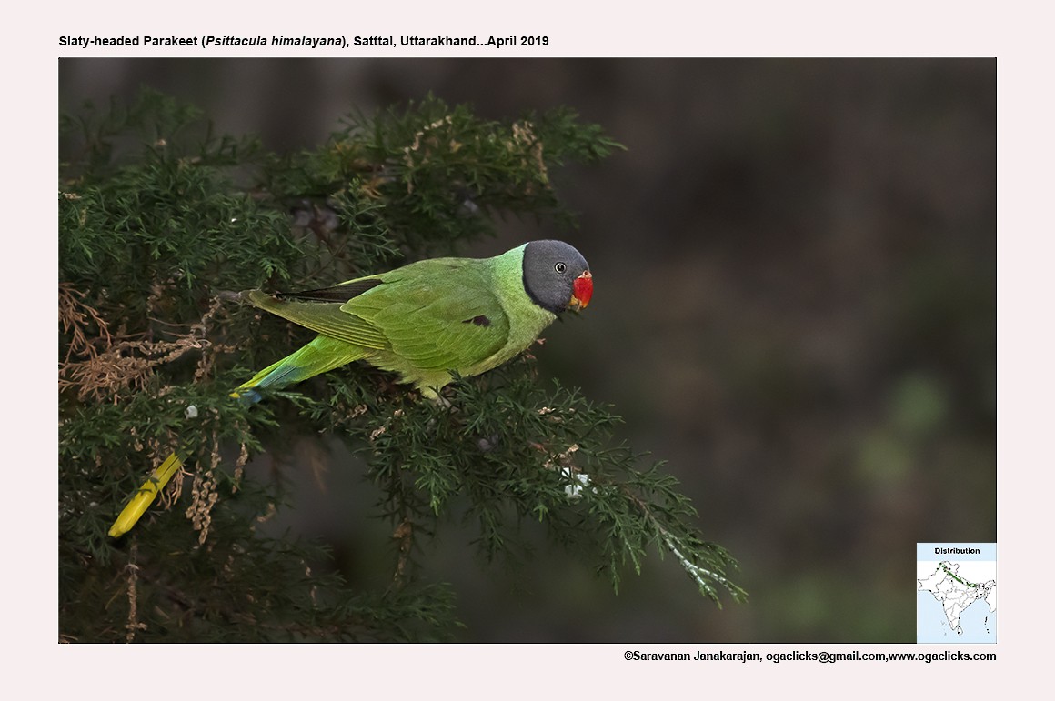 Slaty-headed Parakeet - ML617297692