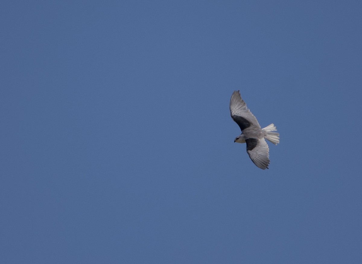 Black-winged Kite - ML617297713