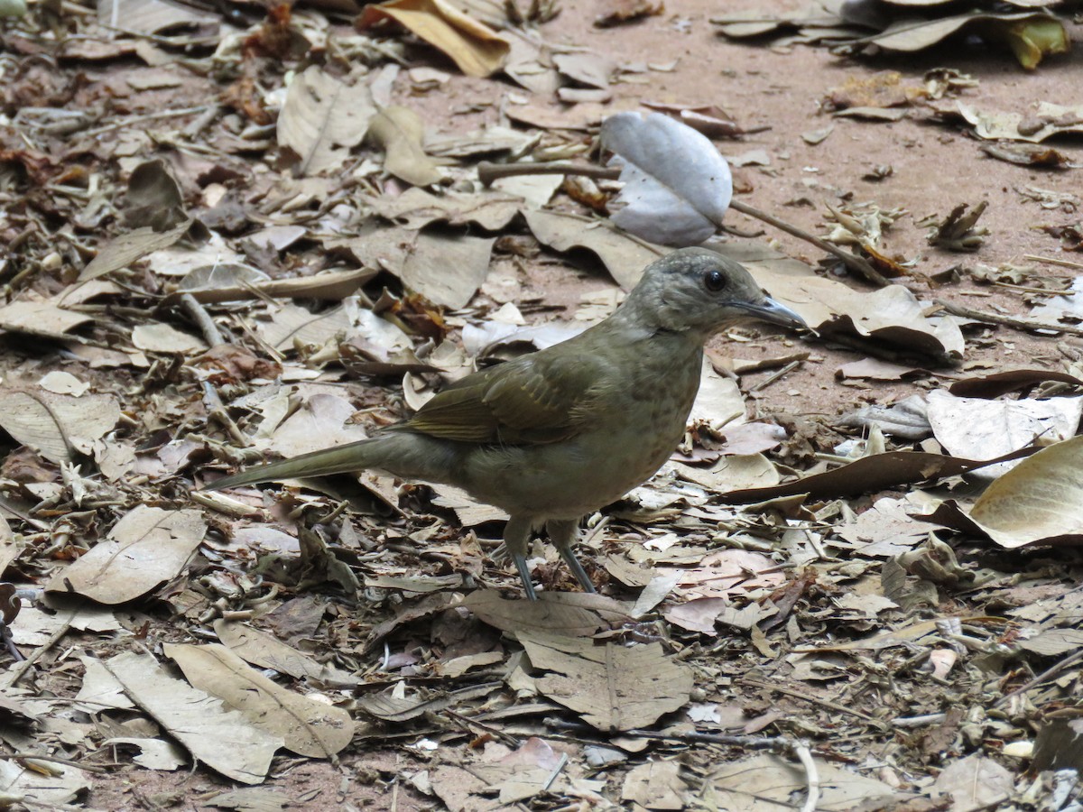 Pale-breasted Thrush - ML617297761
