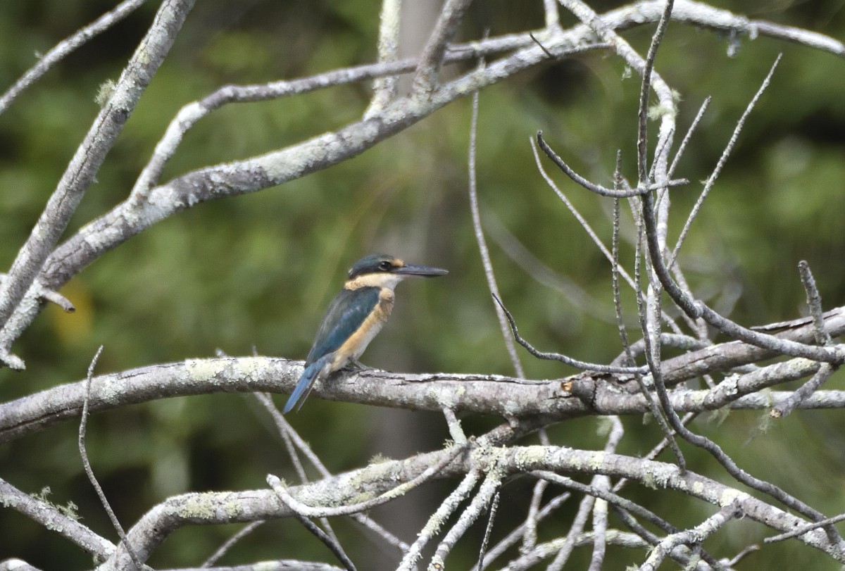 Sacred Kingfisher (Australasian) - ML617297792