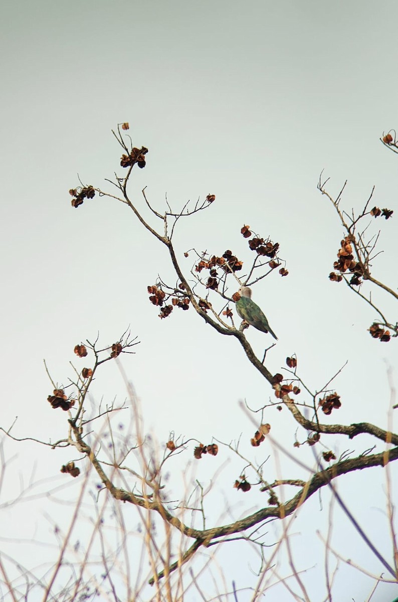 Green Imperial-Pigeon - ML617297862