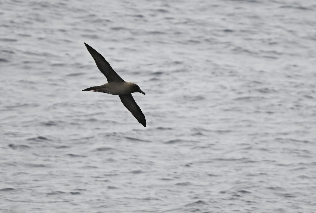 Light-mantled Albatross - ML617297952