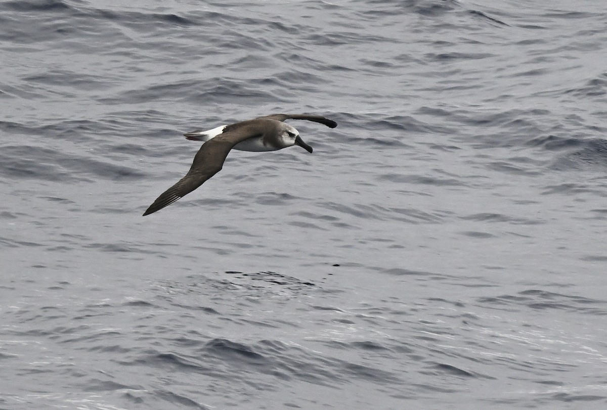 Gray-headed Albatross - ML617297955