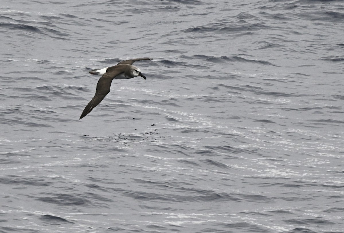 Gray-headed Albatross - ML617297956