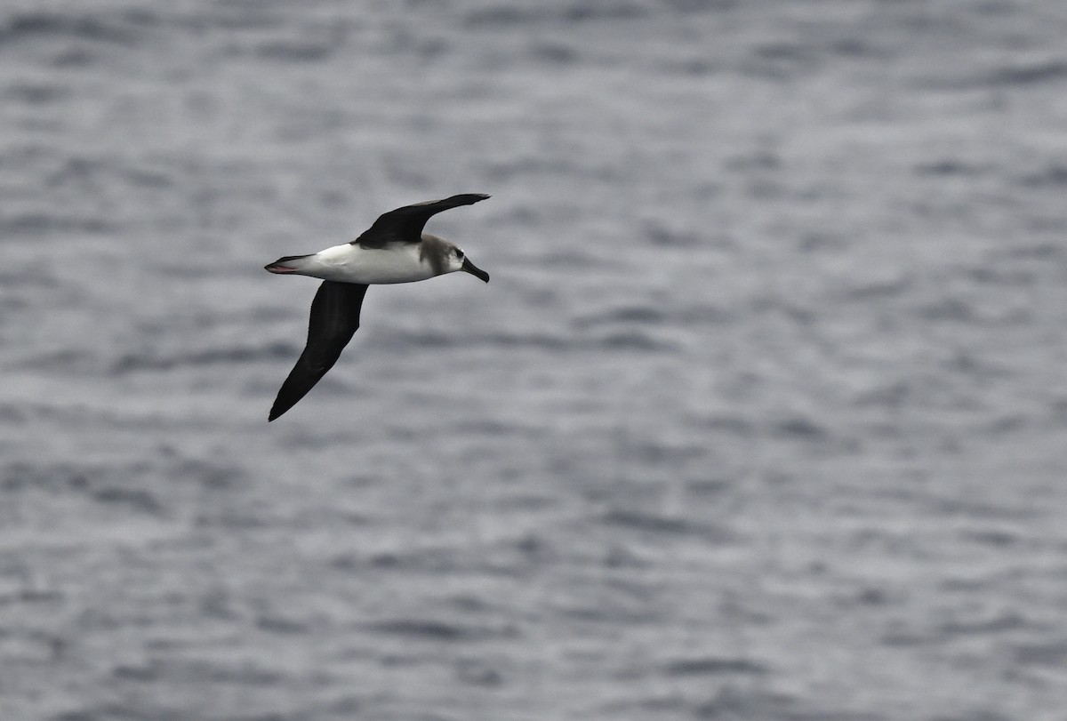 albatros šedohlavý - ML617297957