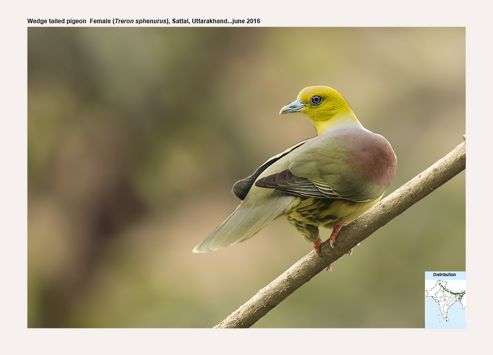 Wedge-tailed Green-Pigeon - Saravanan Janakarajan