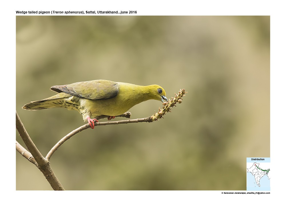 Wedge-tailed Green-Pigeon - ML617298113
