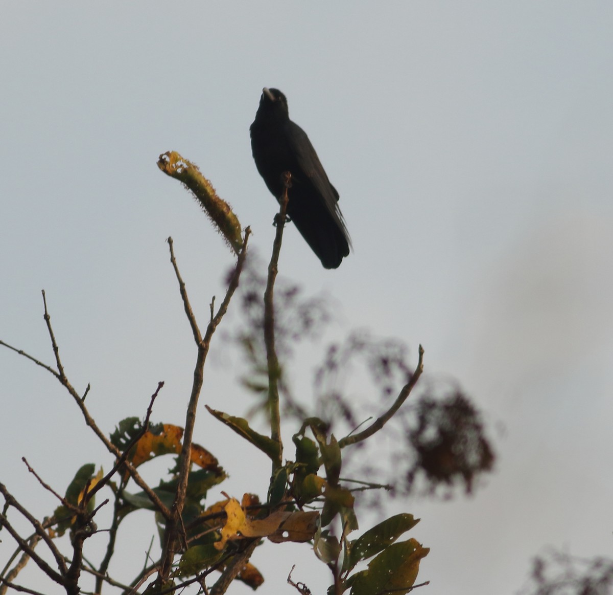 Large-billed Crow (Indian Jungle) - ML617298238
