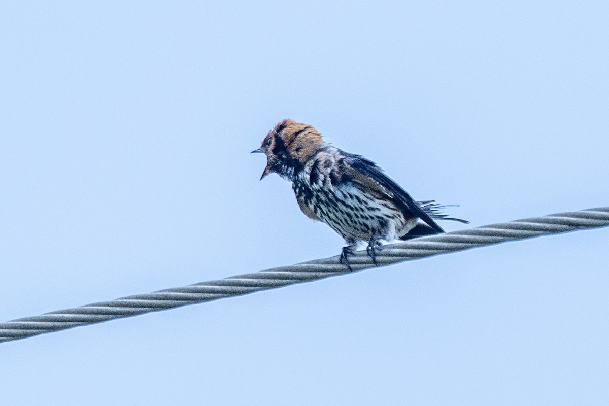 Lesser Striped Swallow - ML617298282