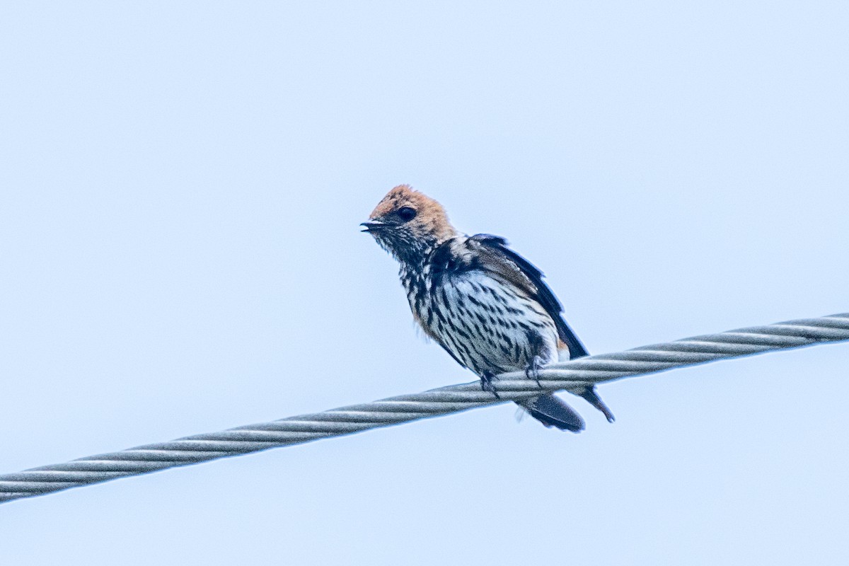 Lesser Striped Swallow - ML617298283