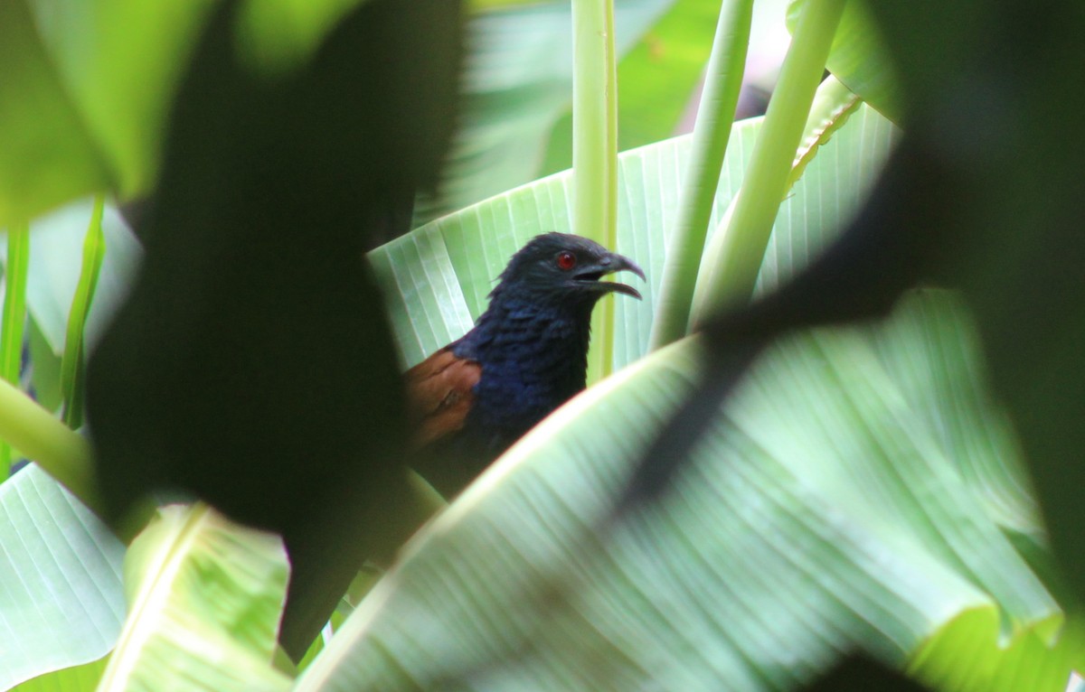 Greater Coucal - ML617298336
