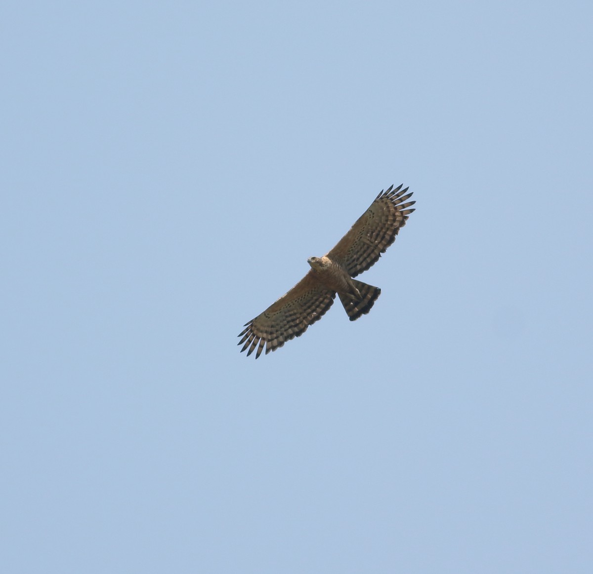 Цейлонский хохлатый орёл - ML617298341