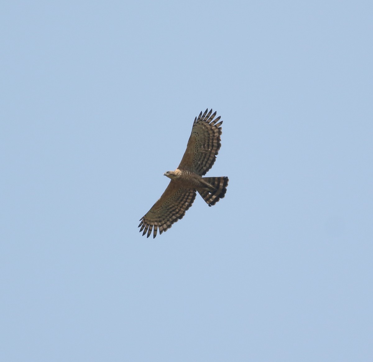 Цейлонский хохлатый орёл - ML617298342