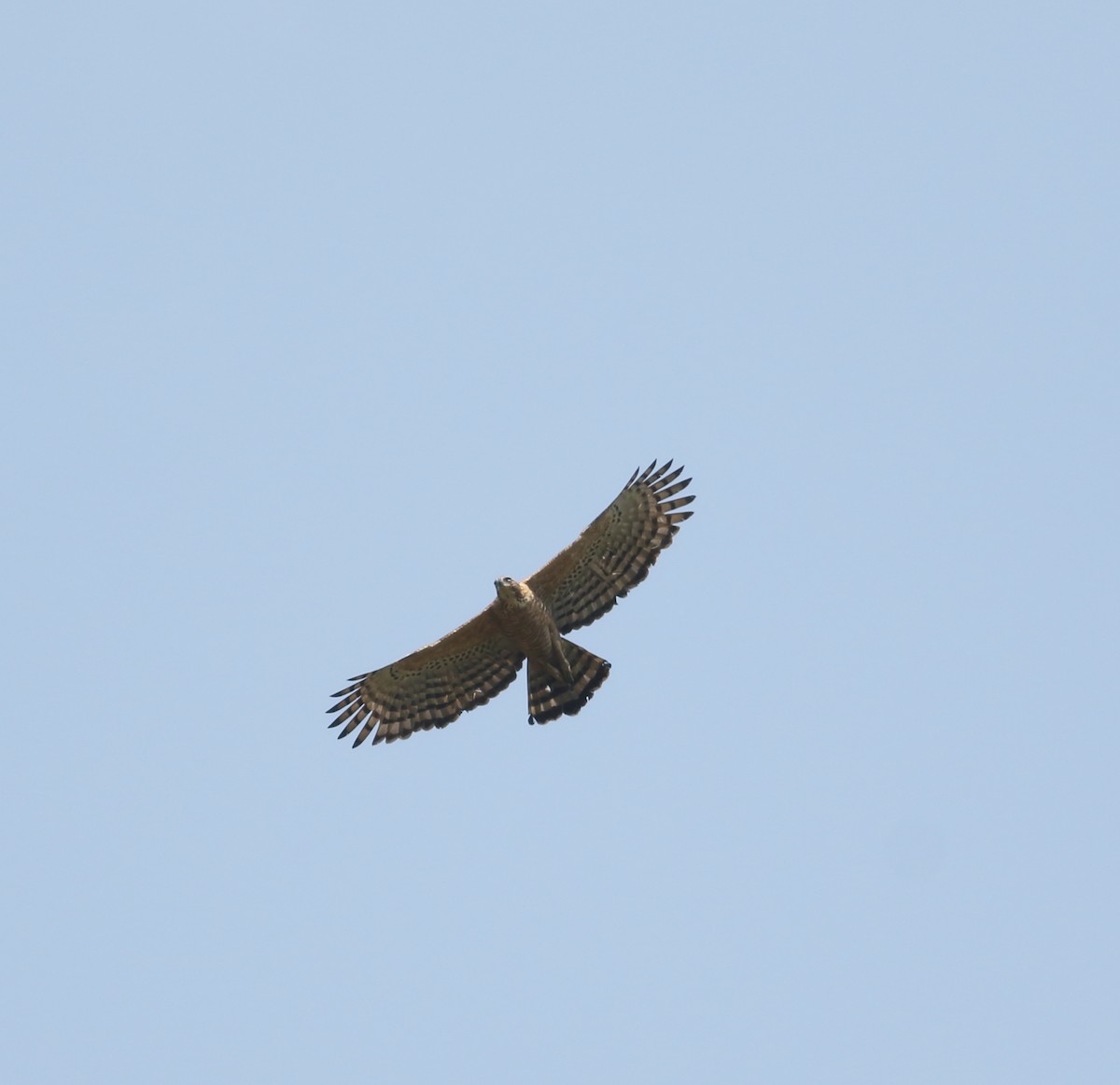 Цейлонский хохлатый орёл - ML617298346