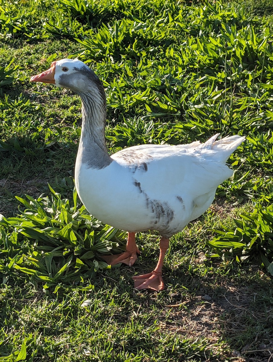 Graylag x Swan Goose (hybrid) - ML617298460