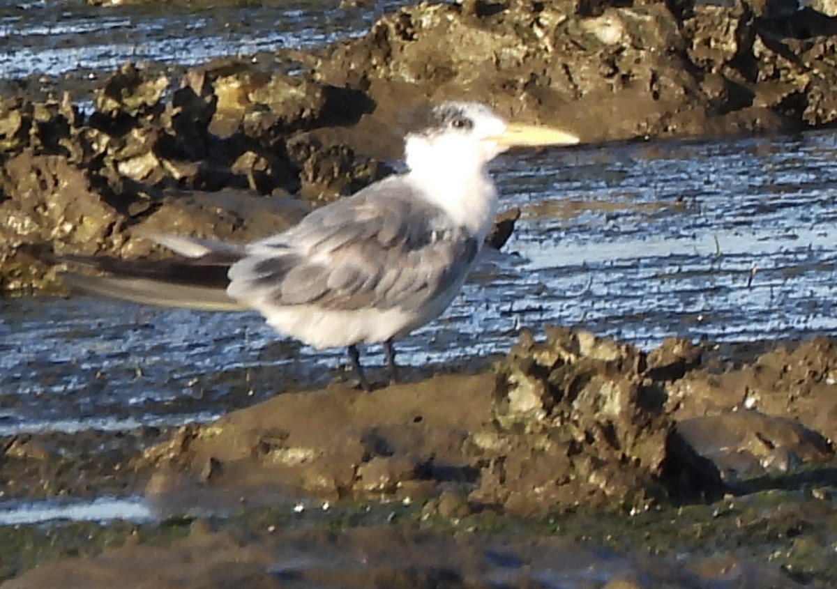 Great Crested Tern - ML617298566