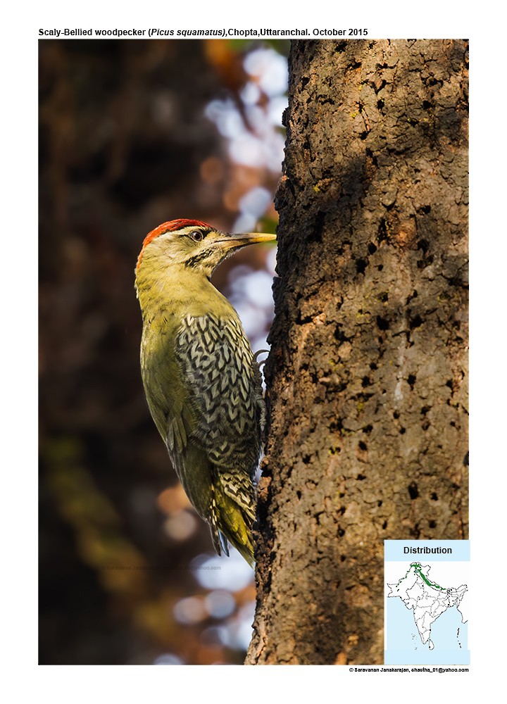 Scaly-bellied Woodpecker - Saravanan Janakarajan