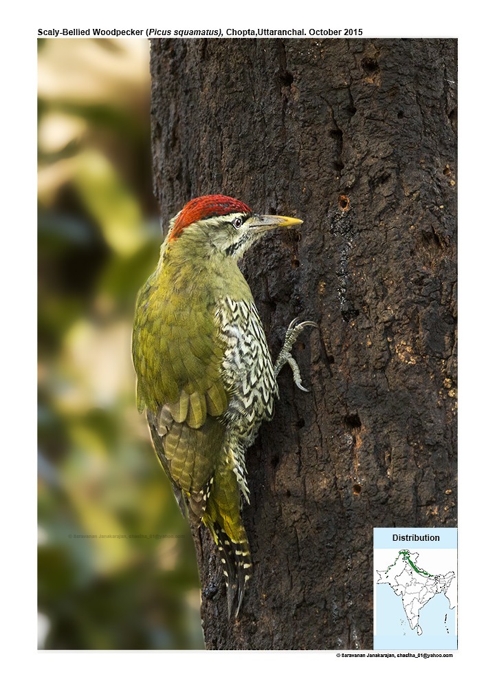 Scaly-bellied Woodpecker - Saravanan Janakarajan