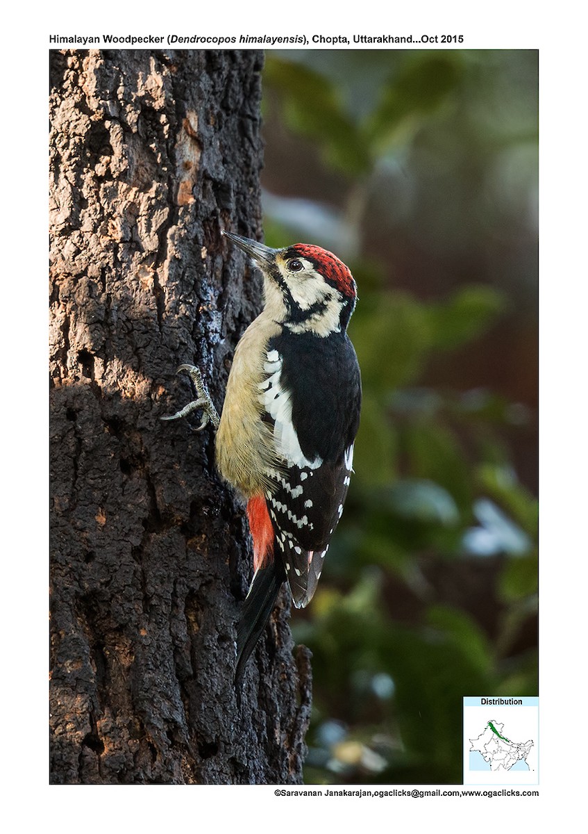 Himalayan Woodpecker - ML617298586