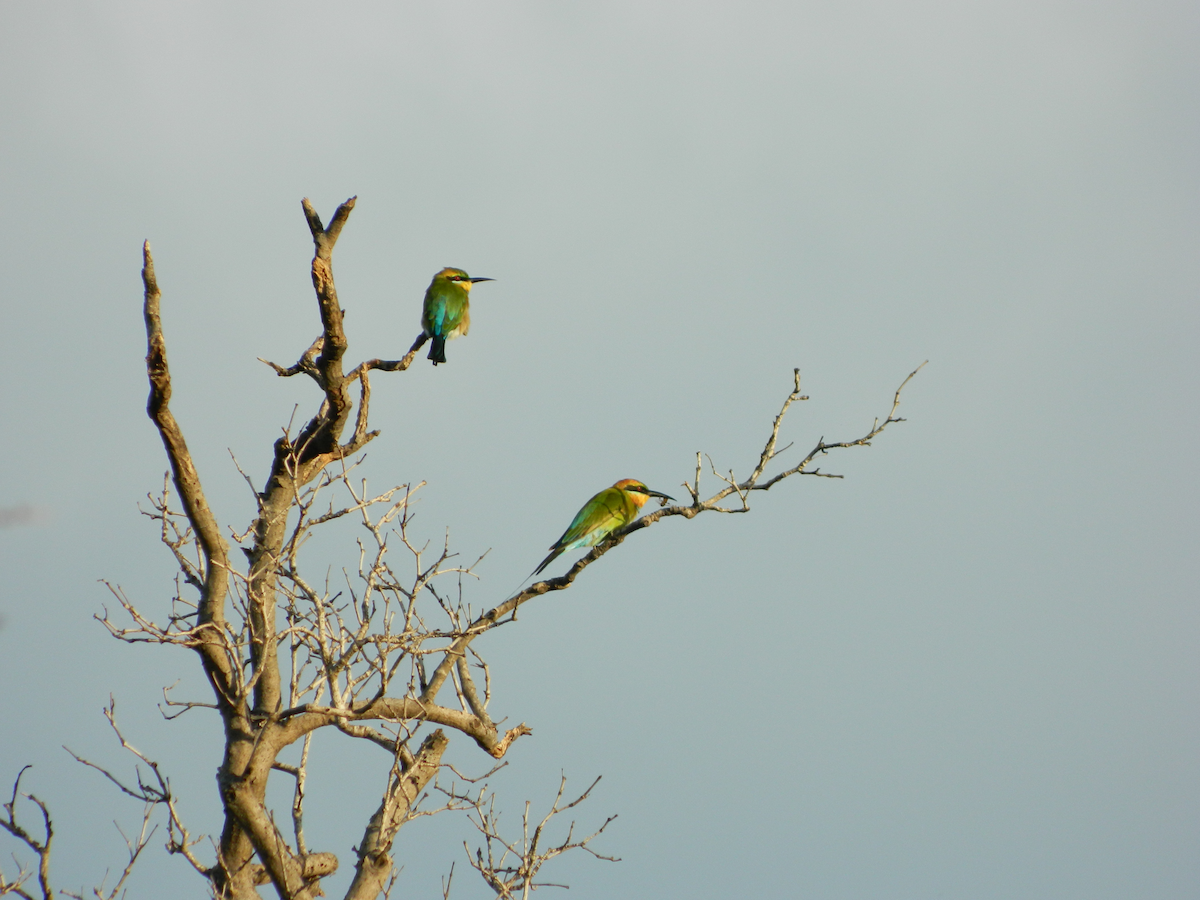 Rainbow Bee-eater - ML617298624