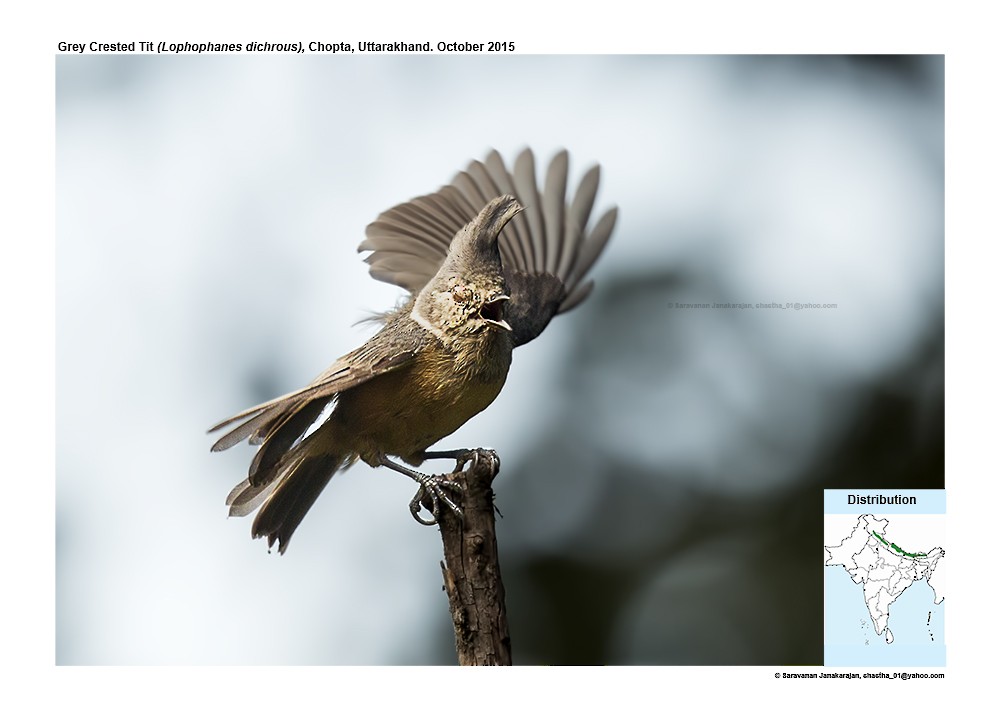 Gray-crested Tit - ML617298675