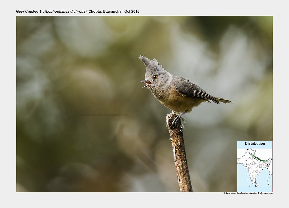 Gray-crested Tit - ML617298676
