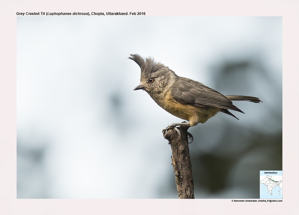 Gray-crested Tit - ML617298677