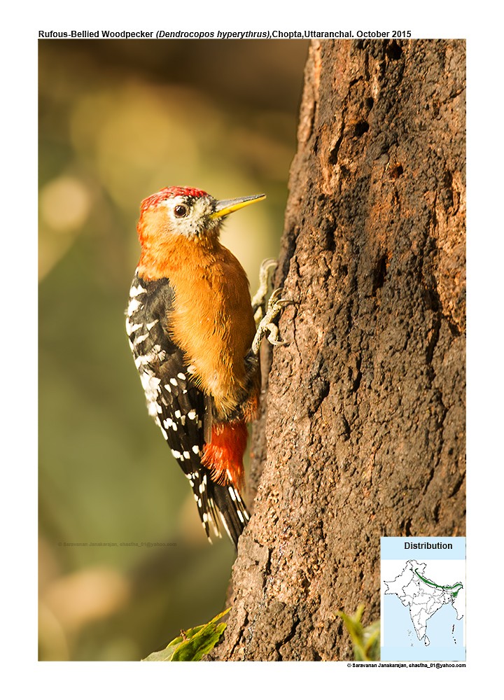 Rufous-bellied Woodpecker - ML617298709