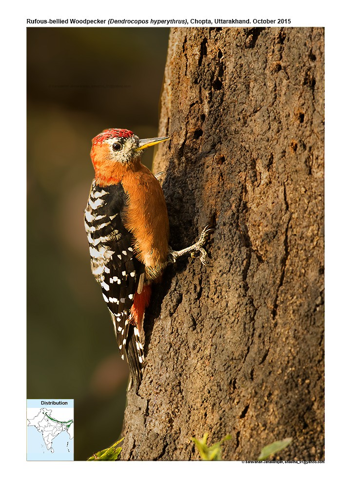 Rufous-bellied Woodpecker - ML617298712