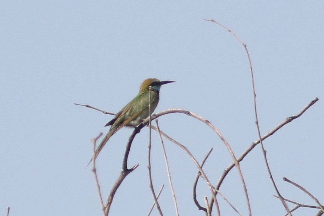 Arabian Green Bee-eater - ML617298752
