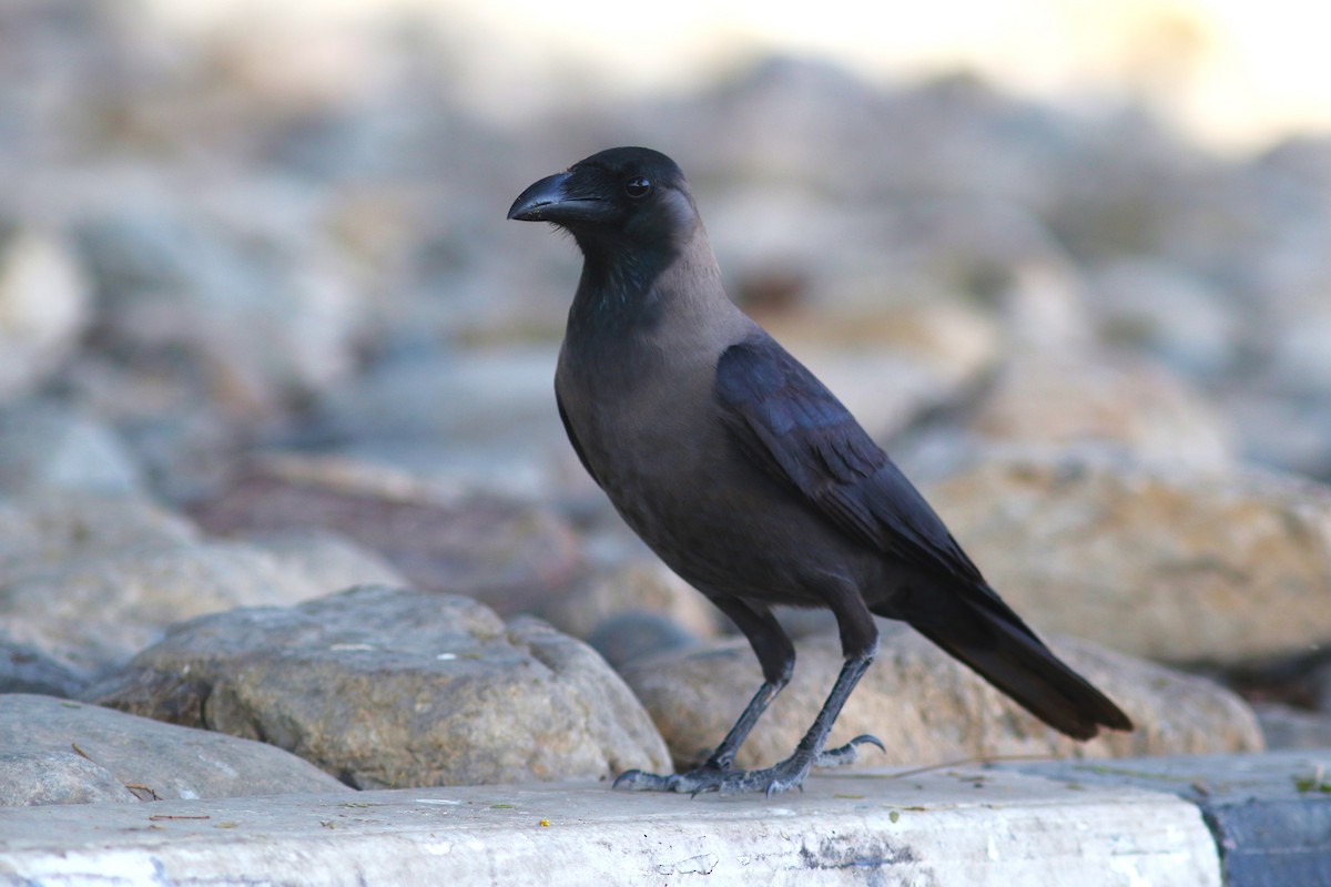 House Crow at Ra's al-Khor Wildlife Sanctuary--general area by Benjamin Pap