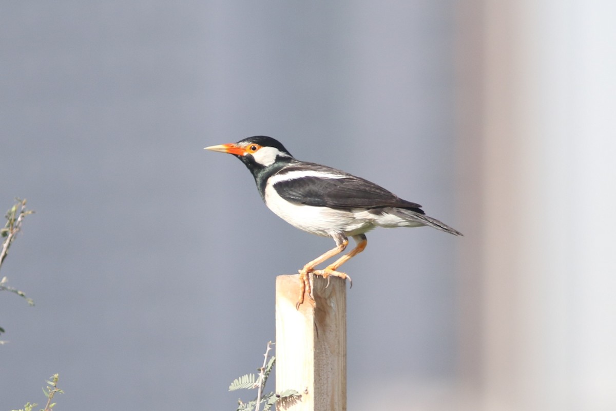Indian Pied Starling - ML617298806