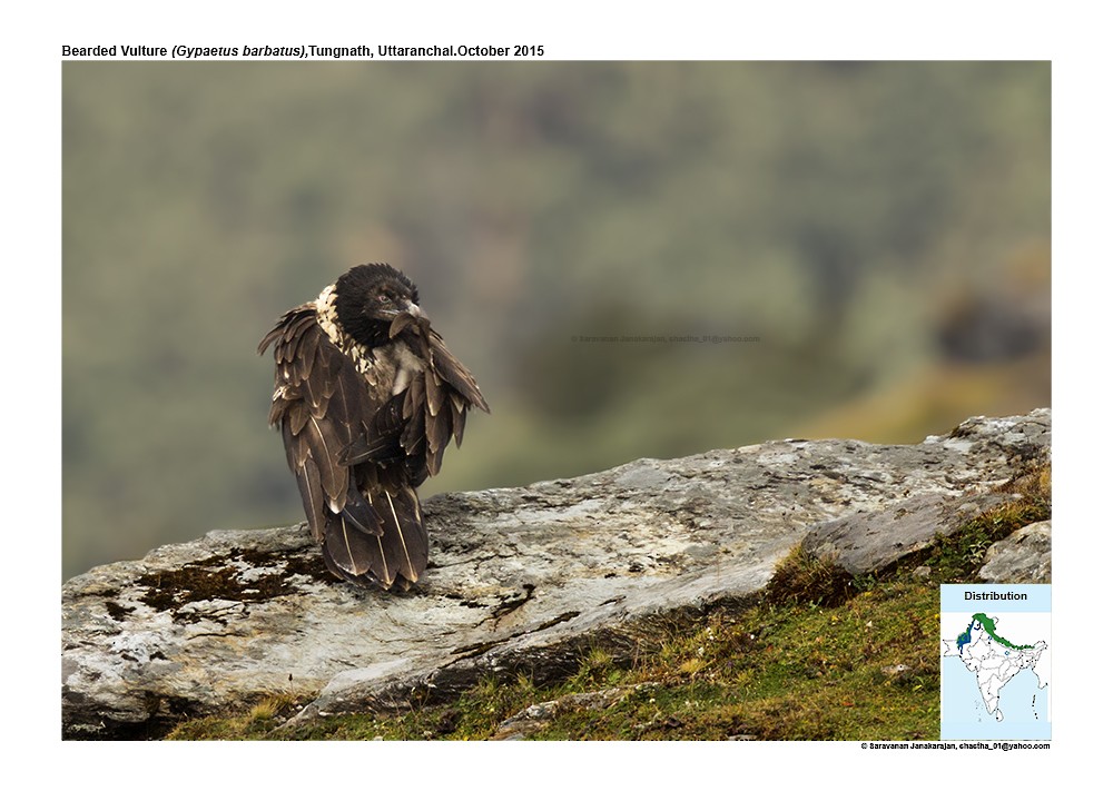 Bearded Vulture - Saravanan Janakarajan