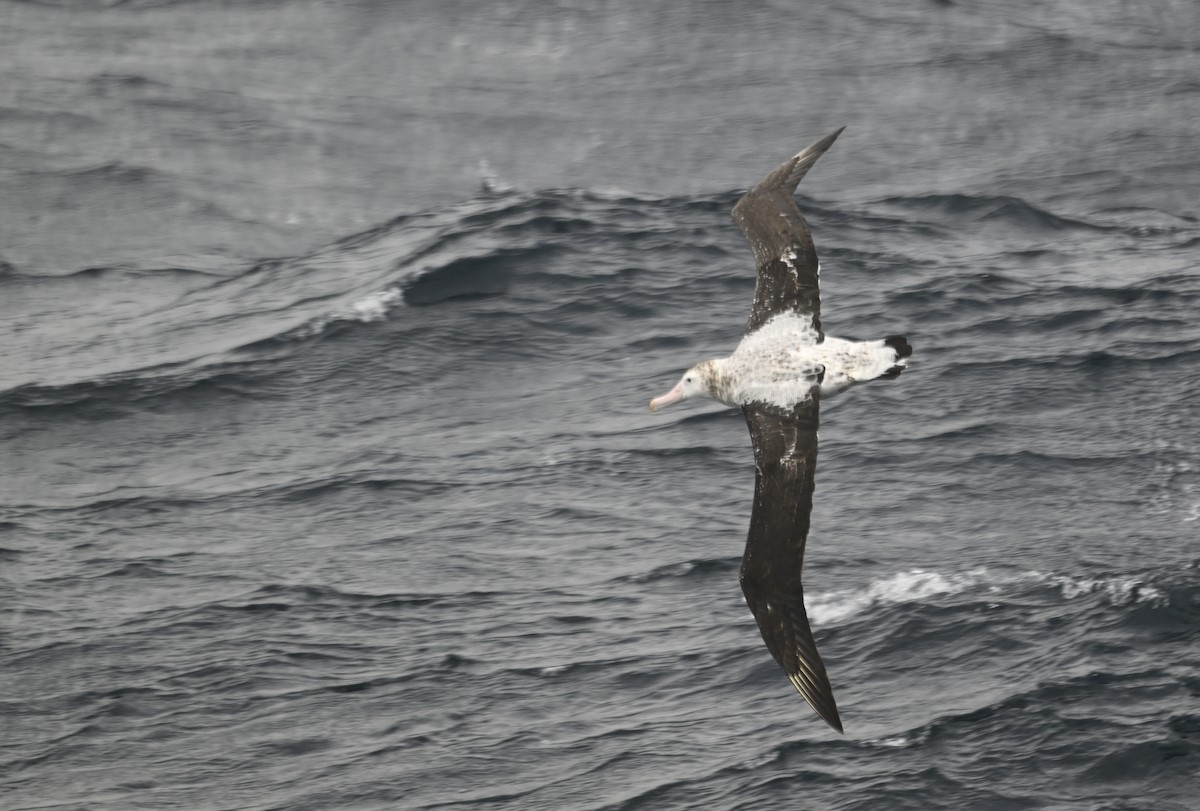 Snowy Albatross - ML617298984