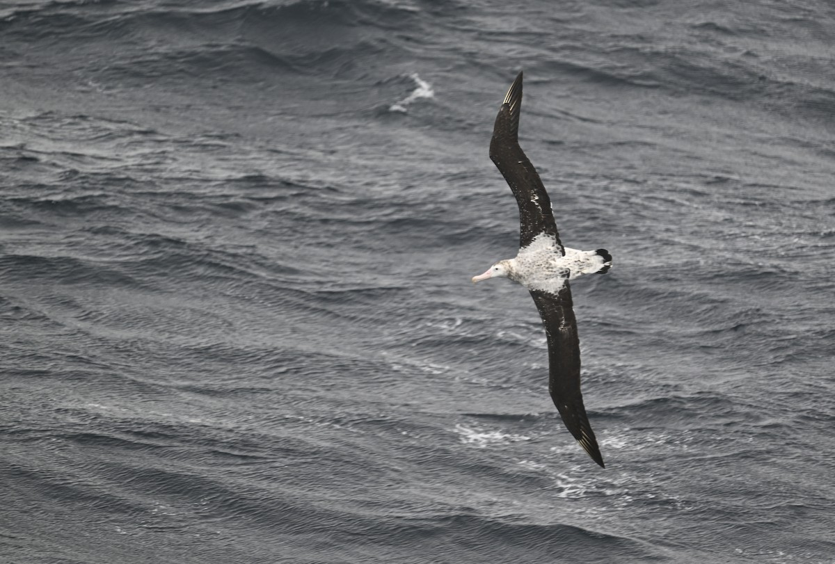 Snowy Albatross - Paul Dufour
